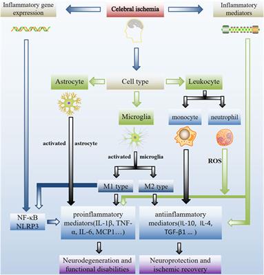 Anti-Inflammatory Effects of Natural Products on Cerebral Ischemia